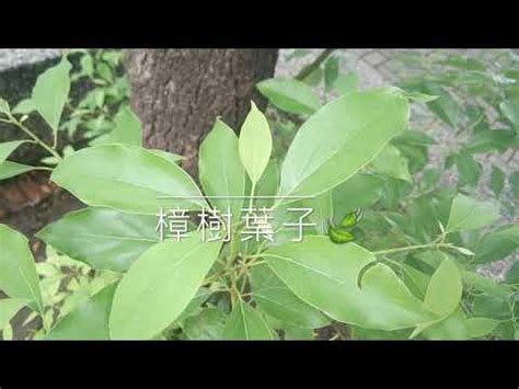 樟樹 種植|樟科盆栽植物的種植及栽培小竅門 還你後院陽台那片。